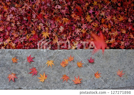 Falling autumn leaves blown by the wind 127271898