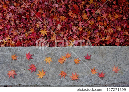 秋葉隨風飄落 127271899