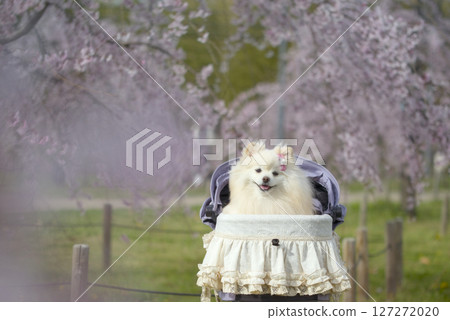 垂枝櫻花樹和博美犬 127272020