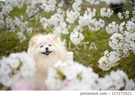 博美犬看著櫻花 127272021