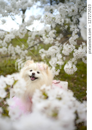 博美犬看著櫻花 127272023