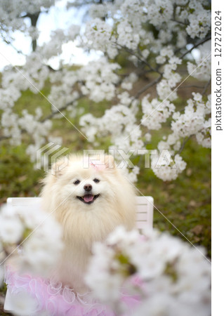 博美犬看著櫻花 127272024