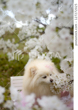 博美犬看著櫻花 127272025