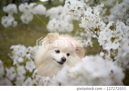 博美犬看著櫻花 127272031