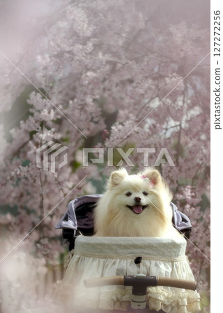 Weeping cherry tree and Pomeranian 127272256