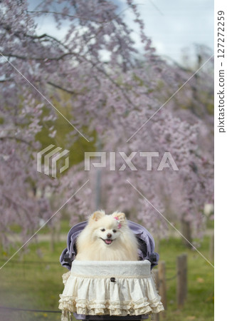 Weeping cherry tree and Pomeranian 127272259