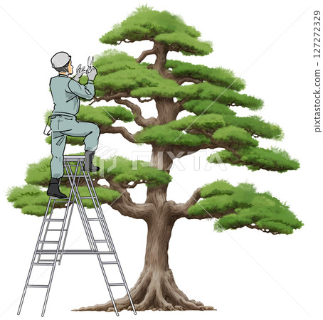 A gardener pruning a pine tree 127272329
