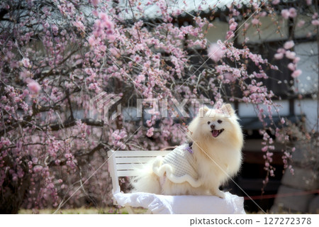 垂枝李子和博美犬 127272378