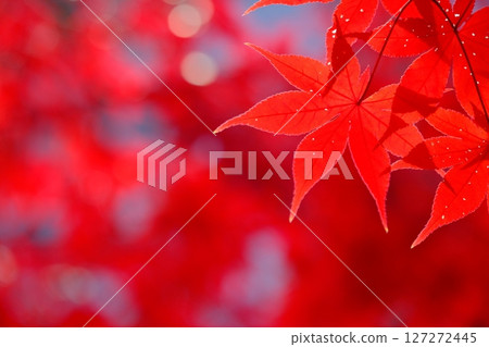 深紅色的彩色葉子背景素材 127272445