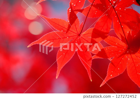 深紅色的彩色葉子背景素材 127272452