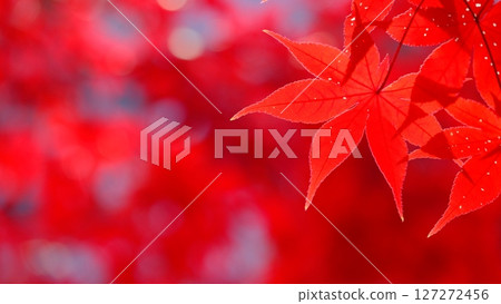 深紅色的彩色葉子背景素材 深紅色的彩色葉子背景素材 127272456