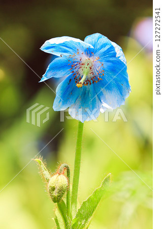 藍芥末(垂直) 藍芥末(垂直) 127272541