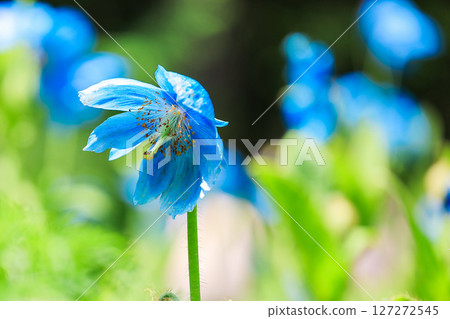 藍罌粟花簇 3 藍罌粟花簇 3 127272545