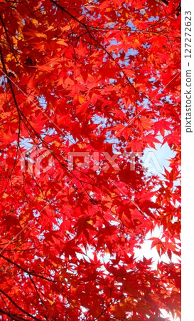 深紅色的彩色葉子背景素材 深紅色的彩色葉子背景素材 127272623