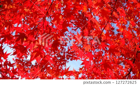 深紅色的彩色葉子背景素材 深紅色的彩色葉子背景素材 127272625