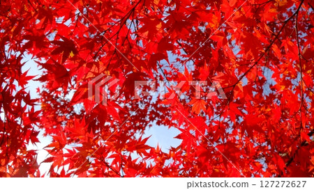 深紅色的彩色葉子背景素材 127272627