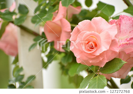 Gorgeous pink spring roses Gorgeous pink spring roses 127272768