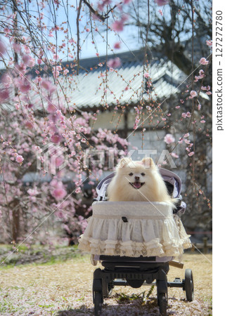 Weeping plum and Pomeranian 127272780