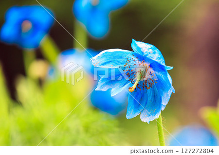 Blue Poppy 2 127272804