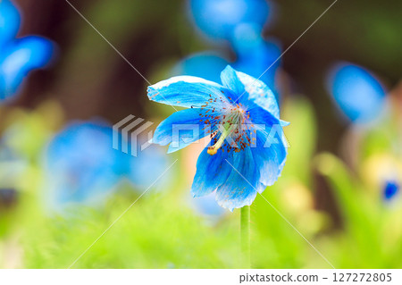 藍芥末 1 127272805