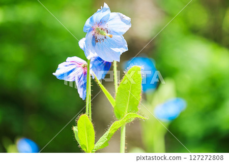 Phantom blue poppy 127272808