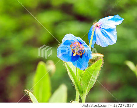 Cute blue poppy Cute blue poppy 127272837