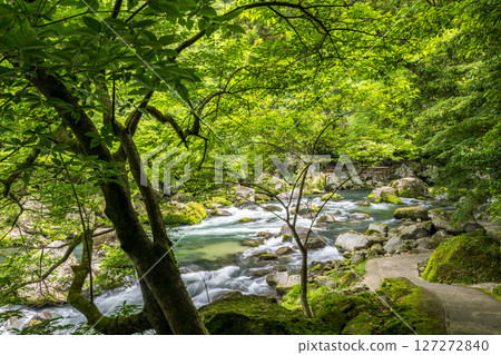 初夏綠葉美麗的自然風光 127272840