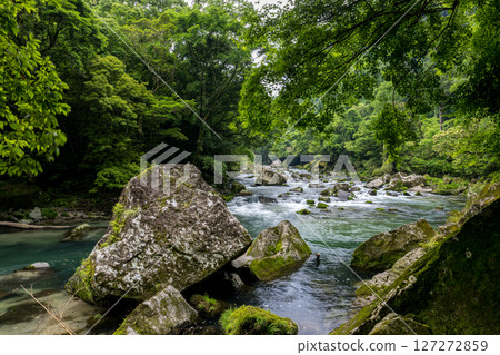 Beautiful natural scenery with green leaves in early summer 127272859