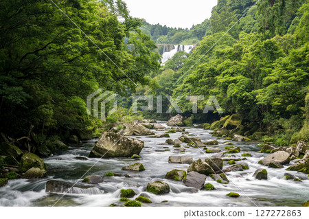 Beautiful natural scenery with green leaves in early summer 127272863