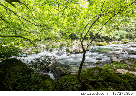 Beautiful natural scenery with green leaves in early summer 127272890