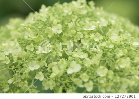 一片綠色繡球花田 127272901