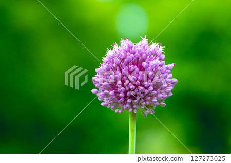 紫洋蔥花 127273025