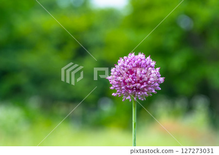 purple onion flower 127273031