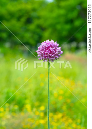 purple onion flower 127273033