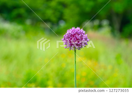 purple onion flower purple onion flower 127273035