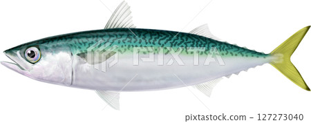 圖解書:鯖魚、鯖魚、鯖魚 圖解書:鯖魚、鯖魚、鯖魚 127273040