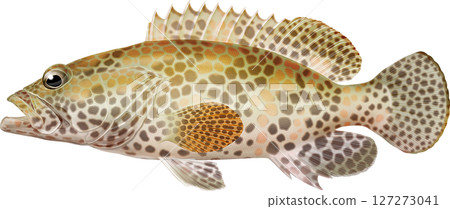 圖解本：紅石斑魚 127273041