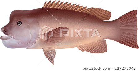 Illustrated book: Asian sheepshead wrasse and Asian sheepshead wrasse 127273042