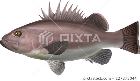 圖解本:海鰻 圖解本:海鰻 127273044