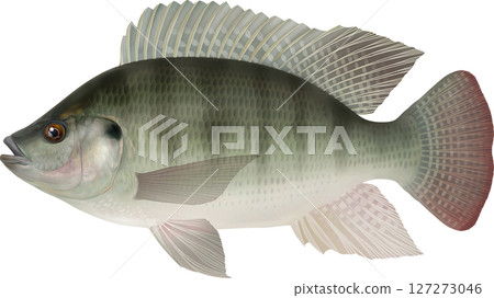 圖解書：羅非魚 127273046