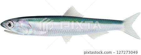 日本鳳尾魚圖解指南 127273049