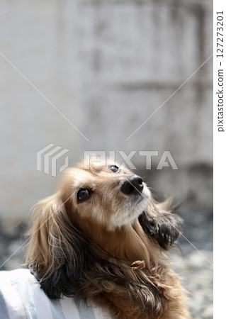 老年迷你臘腸犬在被叫名字時會抬起頭 老年迷你臘腸犬在被叫名字時會抬起頭 127273201