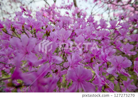 Mitsumata azalea at Sugimura Park 127273270
