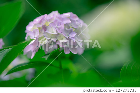 在晴朗的雨季的八仙花屬 在晴朗的雨季的八仙花屬 127273735