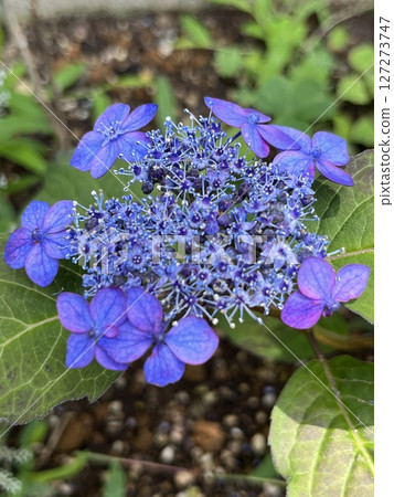 Blue hydrangea Blue hydrangea 127273747