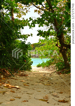 A shady path leading to the sea on Ishigaki Island A shady path leading to the sea on Ishigaki Island 127273748