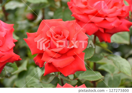 明亮的紅色春天玫瑰 127273800