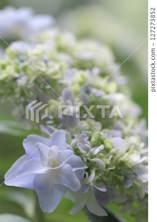 Hydrangeas packed with flowers await the rainy season Hydrangeas packed with flowers await the rainy season 127273852