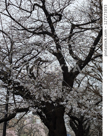Cherry Blossoms	 127273855