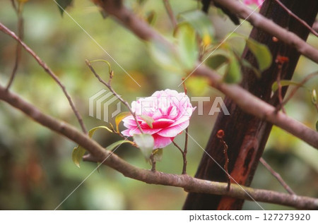 Camellia flower 127273920